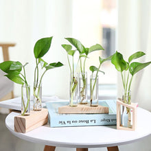 Load image into Gallery viewer, Hydroponics vase - various styles and sizes OUT OF STOCK